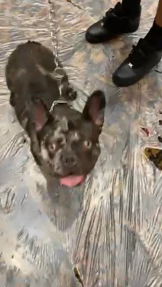 Frenchie Chocolate Highroller in Las Vegas, Nevada