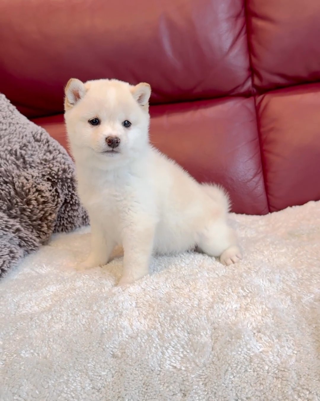 Shiba Inu in Washington, District of Columbia