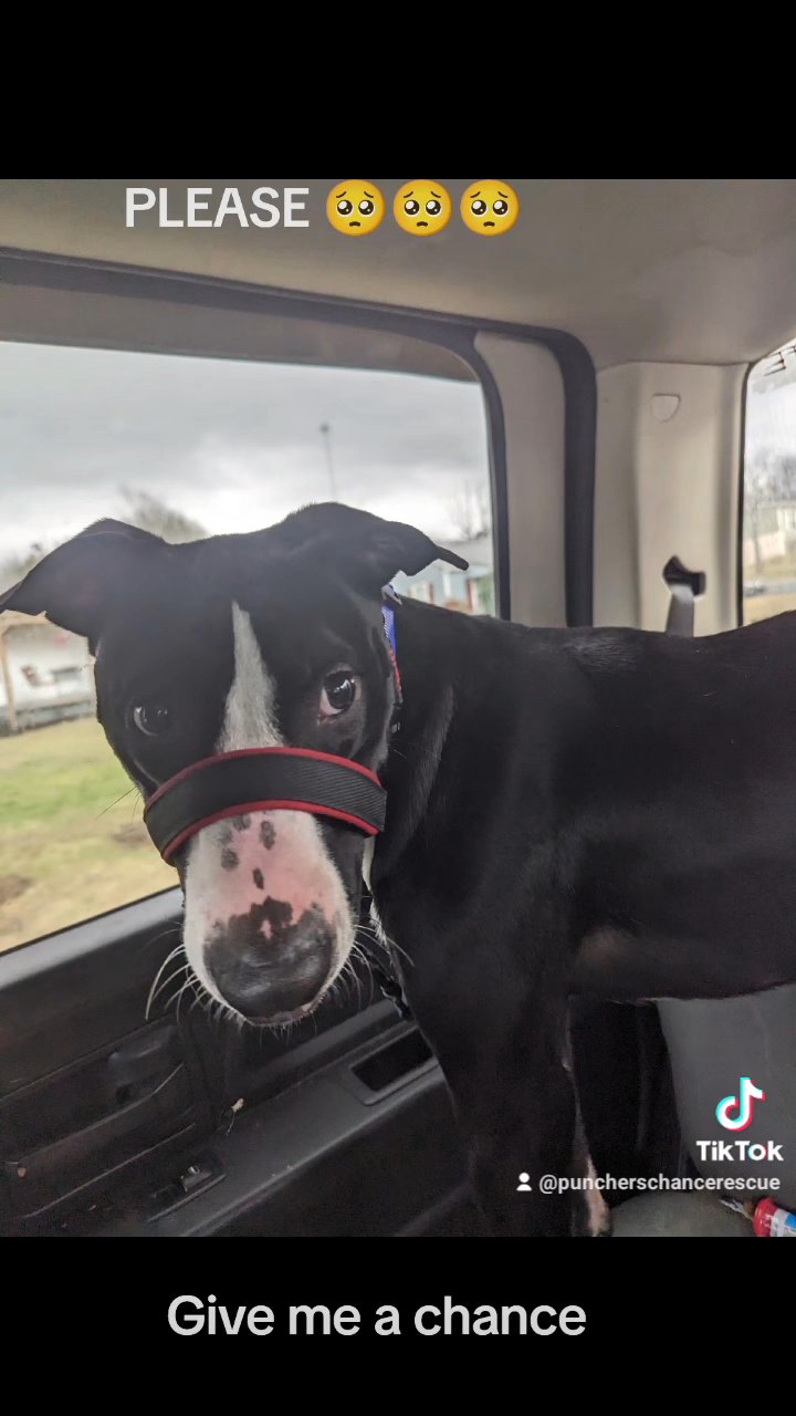 Meet Milo ! in Knoxville, Tennessee