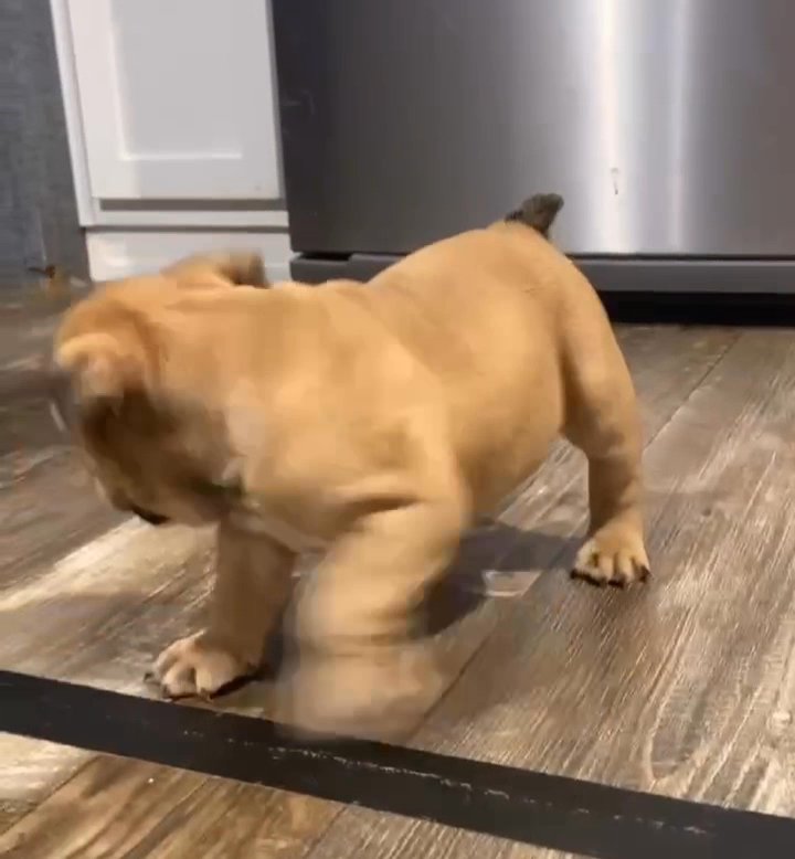 Iris Sable Female English Bulldog in Amarillo, Texas