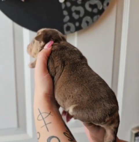 Crown Chocolate Tan Merle Male English bulldog in Amarillo, Texas