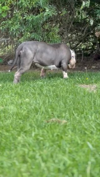 Star Up For Grabs in Belle Chasse, Louisiana