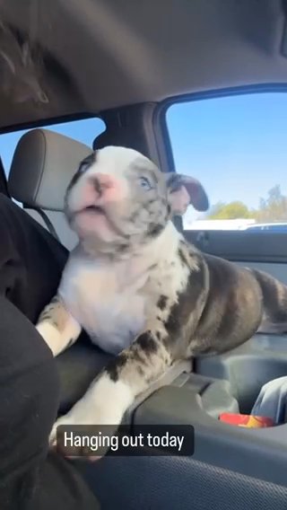Micro Bully in Phoenix, Arizona