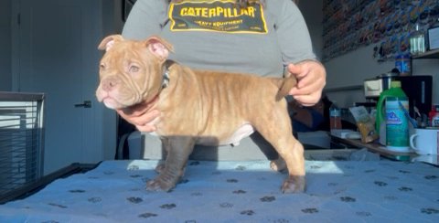 Micro Bully in Phoenix, Arizona