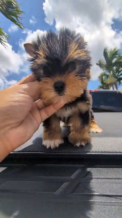 Yorkie Girl Akc in Sunrise, Florida