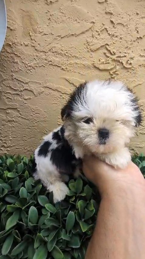 Shihtzu babies Akc in Sunrise, Florida