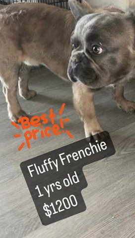 Beautiful 1 Yr Old Fluffy Frenchy Boy in Euclid, Ohio