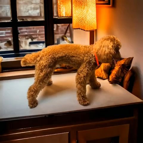 Toy Poodle in Fort Lauderdale, Florida