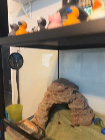 2 1/2 Year Old Bearded Dragon With Tank in Fort Worth, Texas