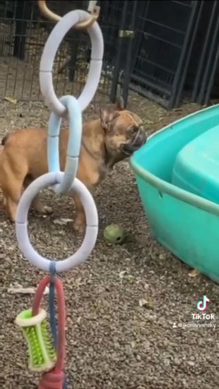 Akc Merle french bulldog for Stud Only in Indianapolis, Indiana