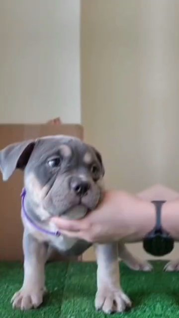 Pocket Blue Tri Female in Colorado Springs, Colorado