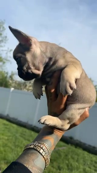 Fawn Mini Frenchie Male in Chicago, Illinois