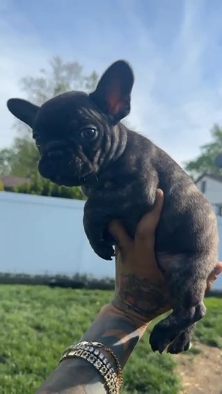Brindle Frenchie Male in Chicago, Illinois