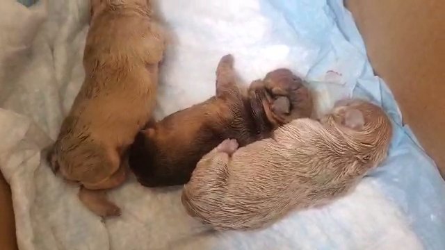 french bulldogs in Rancho Cucamonga, California