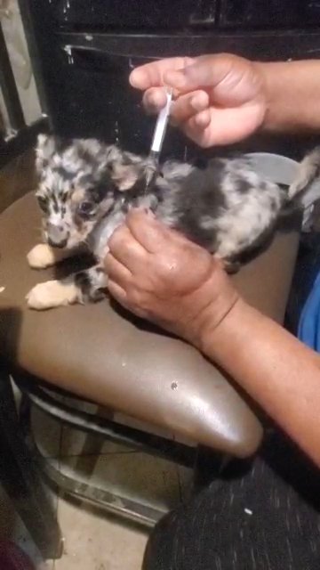 $1600  12wk GirL chihuahua NY in New York City, New York