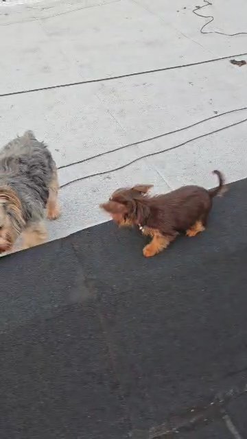 teacup pups available in Brooklyn, New York