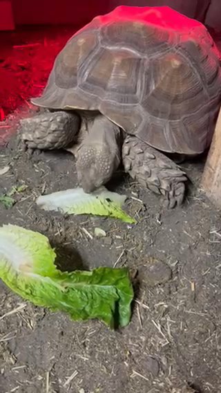 Female Sulcata Tortoise in Peoria, Illinois