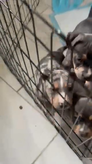 Tri Color American Bully in Detroit, Michigan