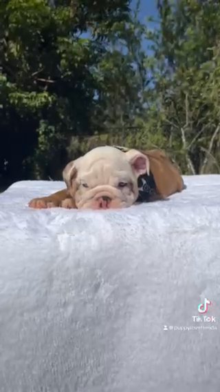 Gino in Pembroke Pines, Florida