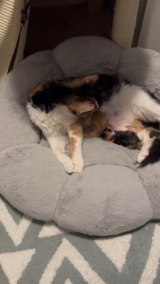 Maine Coon Mixed Kittens in Trenton, New Jersey