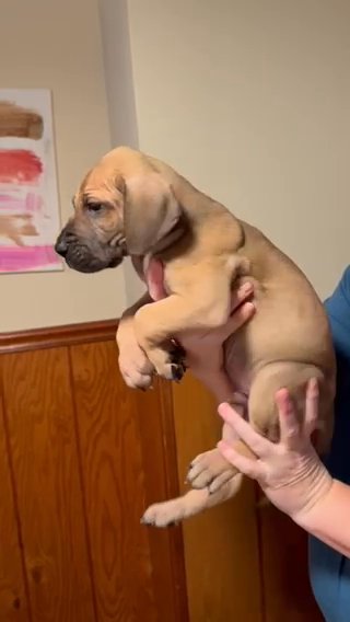 Tuscan—Fawn Male Great Dane in Lexington, North Carolina