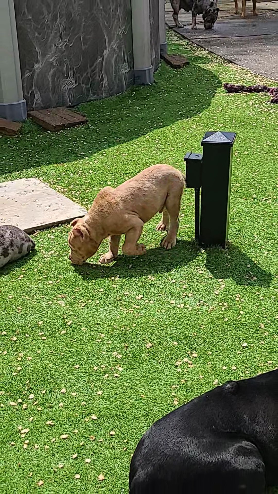 American Bully Puppies in Chicago, Illinois