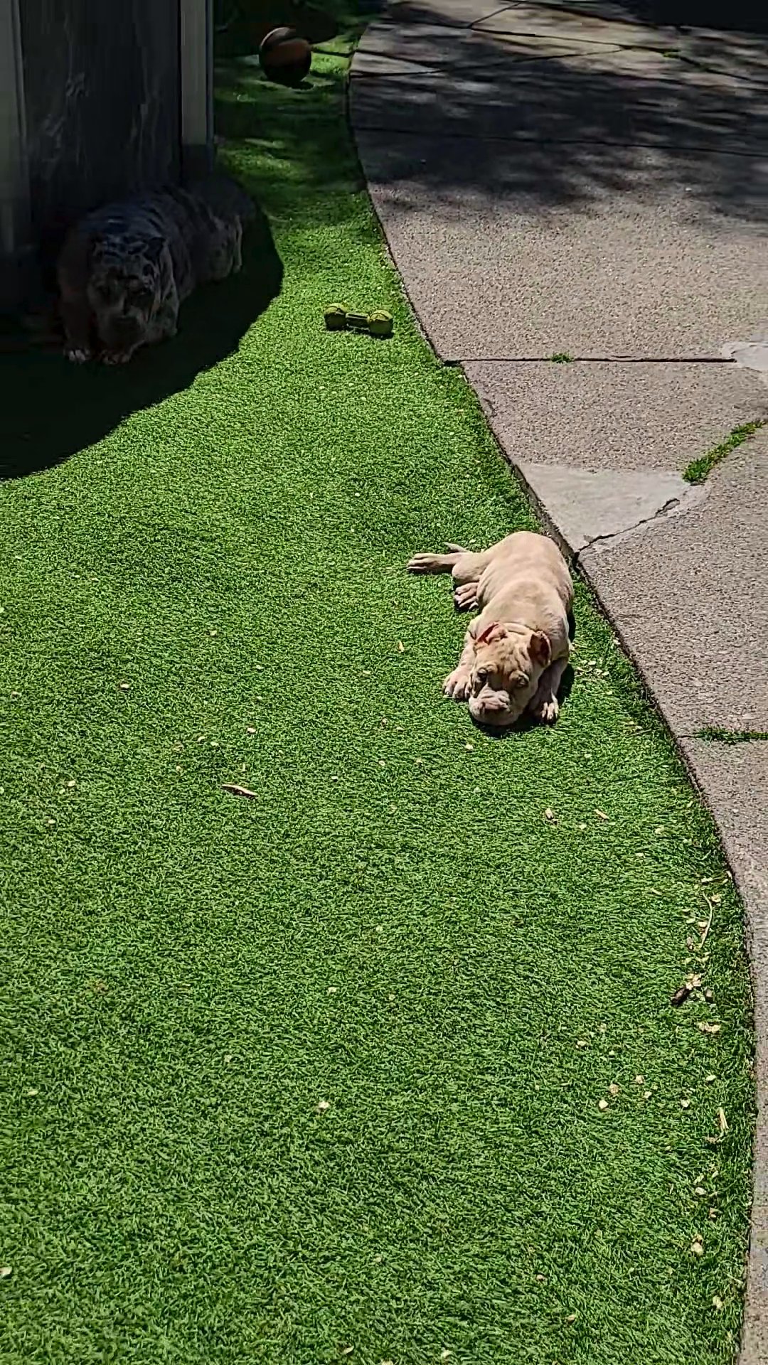 XL American Bully Puppies in Chicago, Illinois