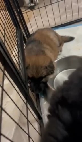 Female Red Sable Shepherd Puppy in Springfield, Illinois
