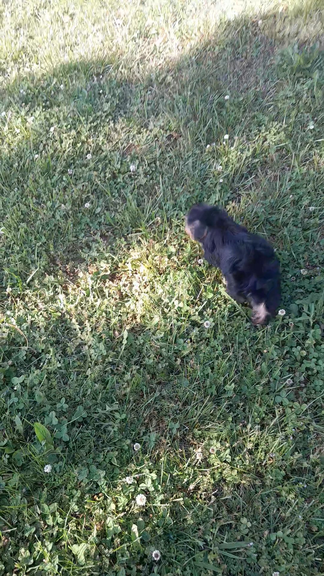 Yorkipoo Traditional malel in Charlotte, North Carolina