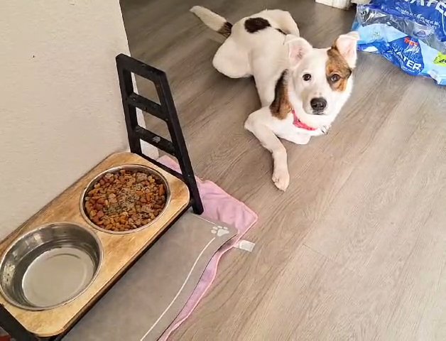 1 yr old pup in Phoenix, Arizona