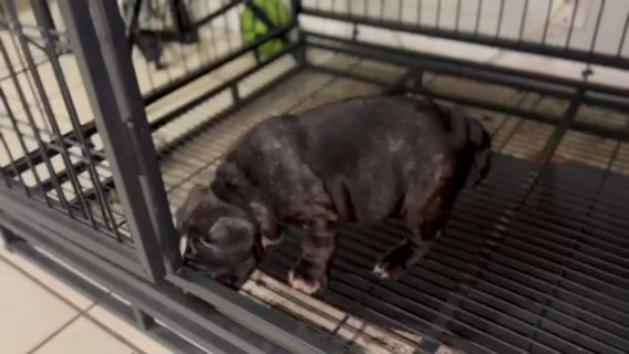 EXOTIC BULLY PUP in Homestead, Florida