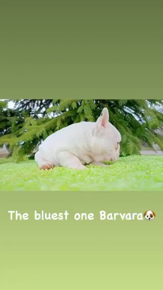 Princess Blue Eyed Black Pied French Bulldog Puppy in Renton, Washington