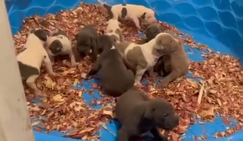 Xl Bully Pups in Richmond, Virginia
