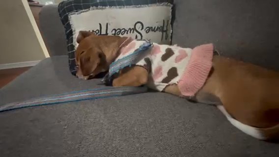 Pupy in Nashville, Tennessee