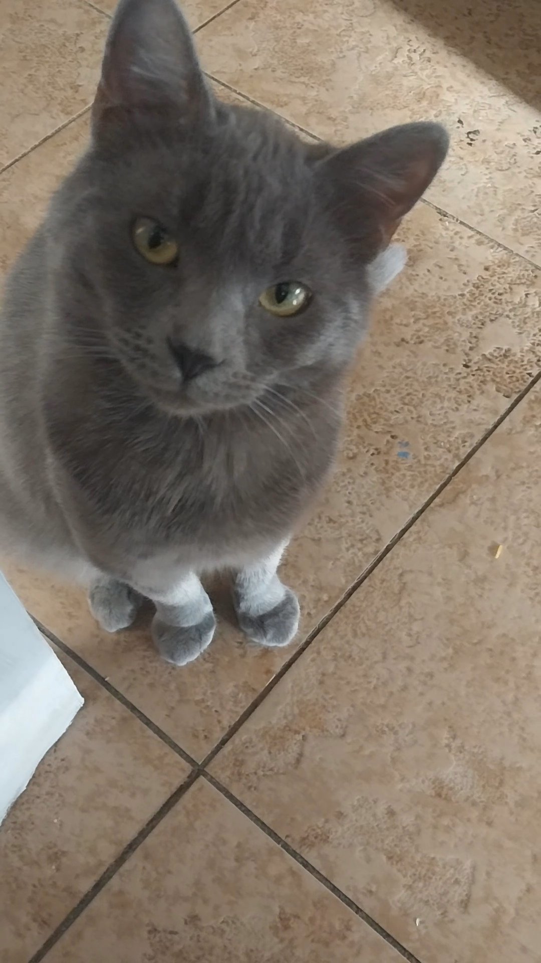 Russian Blue mix kitten 4 months in Las Vegas, Nevada