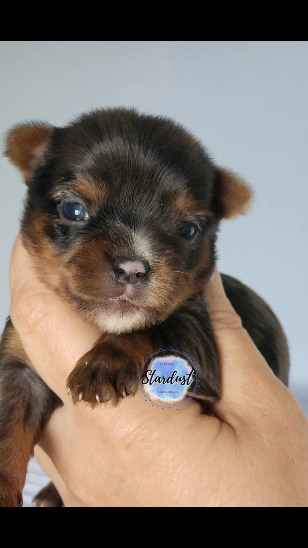 Elsa litter 4 Merles 1 traditional in Chicago, Illinois