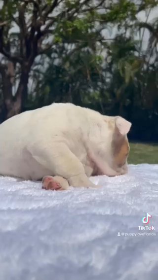 Blaze The Bulldog in Pembroke Pines, Florida