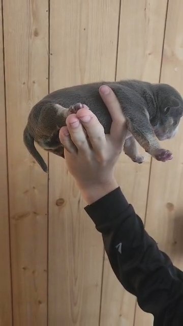 ABKC pocket Bully in New Philadelphia, Ohio