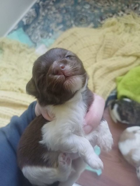 chocolate male in Anniston, Alabama