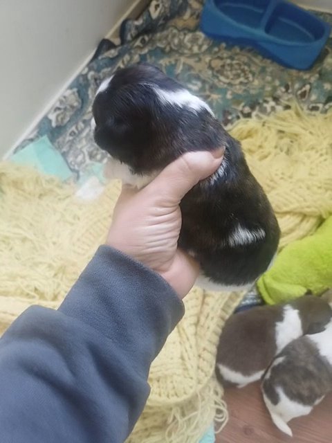 Brindle havense male in Anniston, Alabama