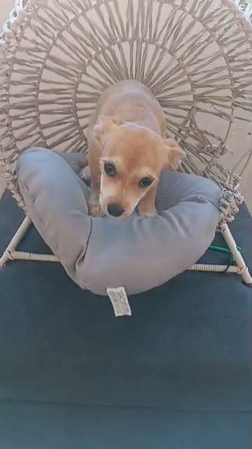 11 week old male Teacup Chihuahua in San Diego, California