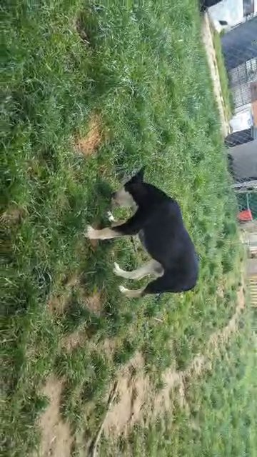 Siberian husky mix in Colesville, Maryland
