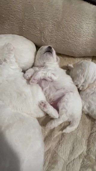 Bichon Puppies Available? in Gresham, Oregon