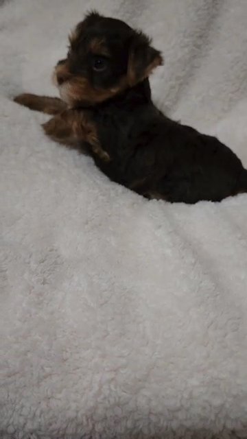 *SOLD* Yorkie in Augusta, Georgia