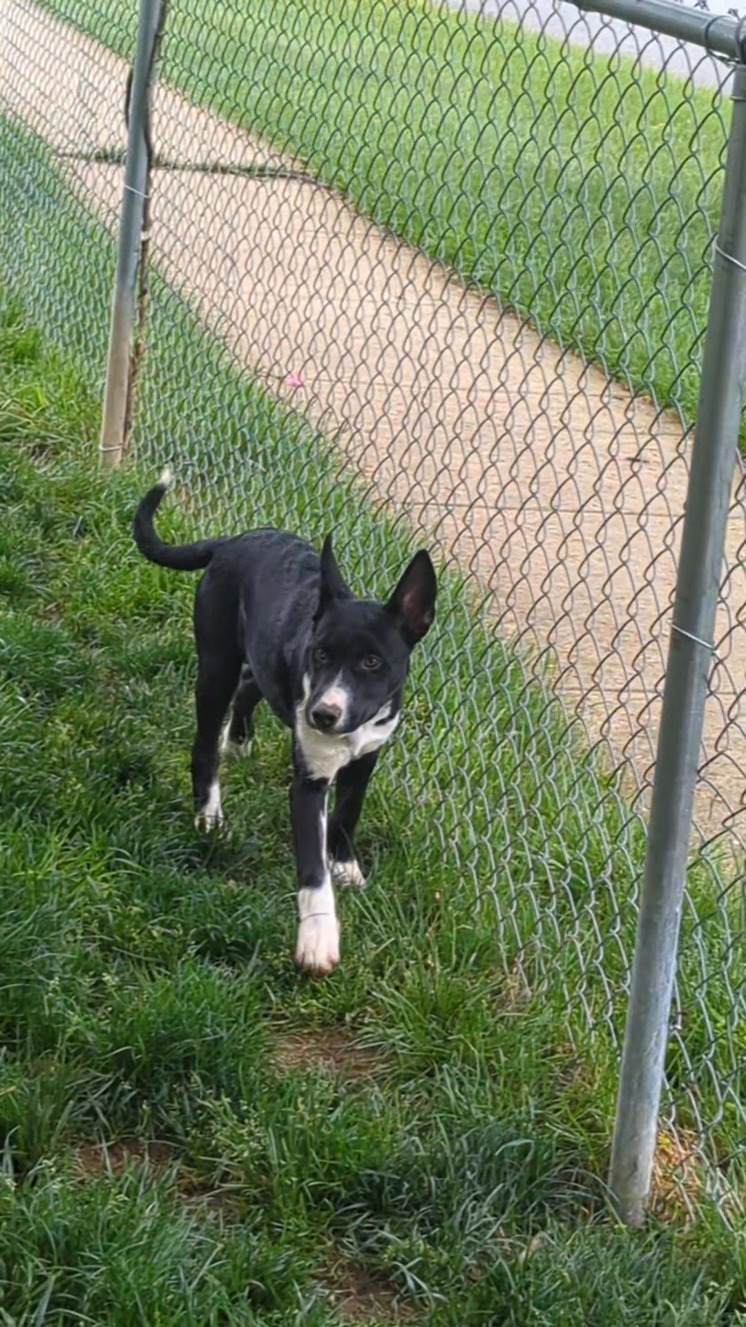 Siberian husky mix in Colesville, Maryland