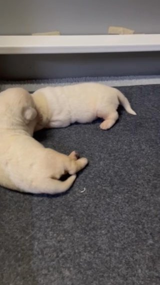 Yellow Labradors in Belleville, Illinois