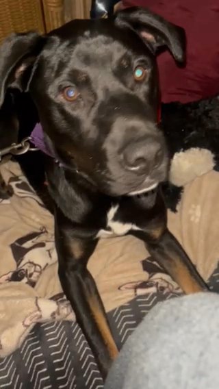 Im looking forward on finding this handsome loving pup a loving home in Cliffside Park, New Jersey