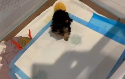 Machito Yorkie in Surprise, Arizona