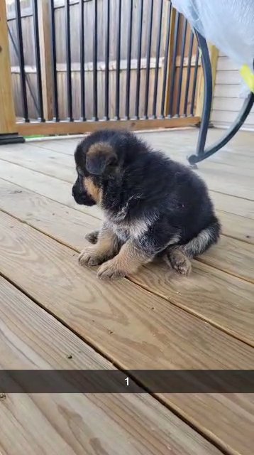 Akc German shepherd puppies in Republic, Missouri