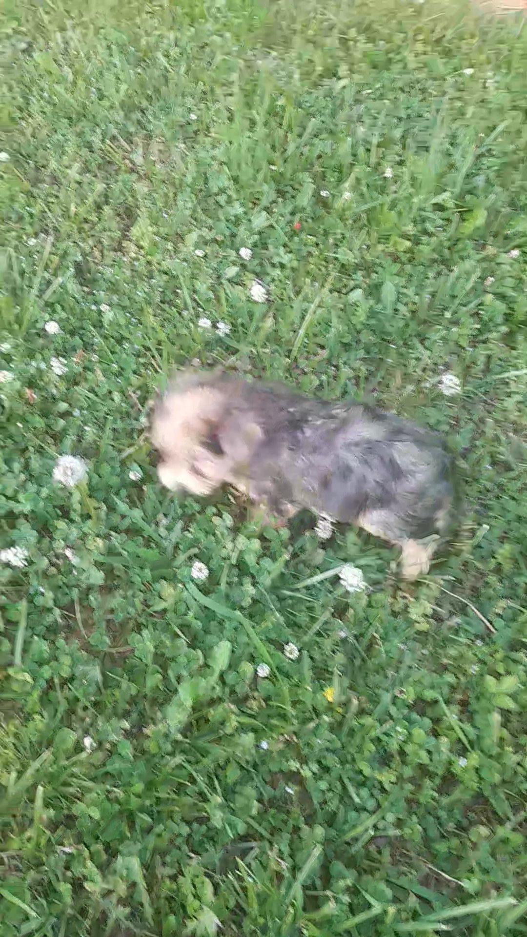 Merle Yorkipoo female in Charlotte, North Carolina